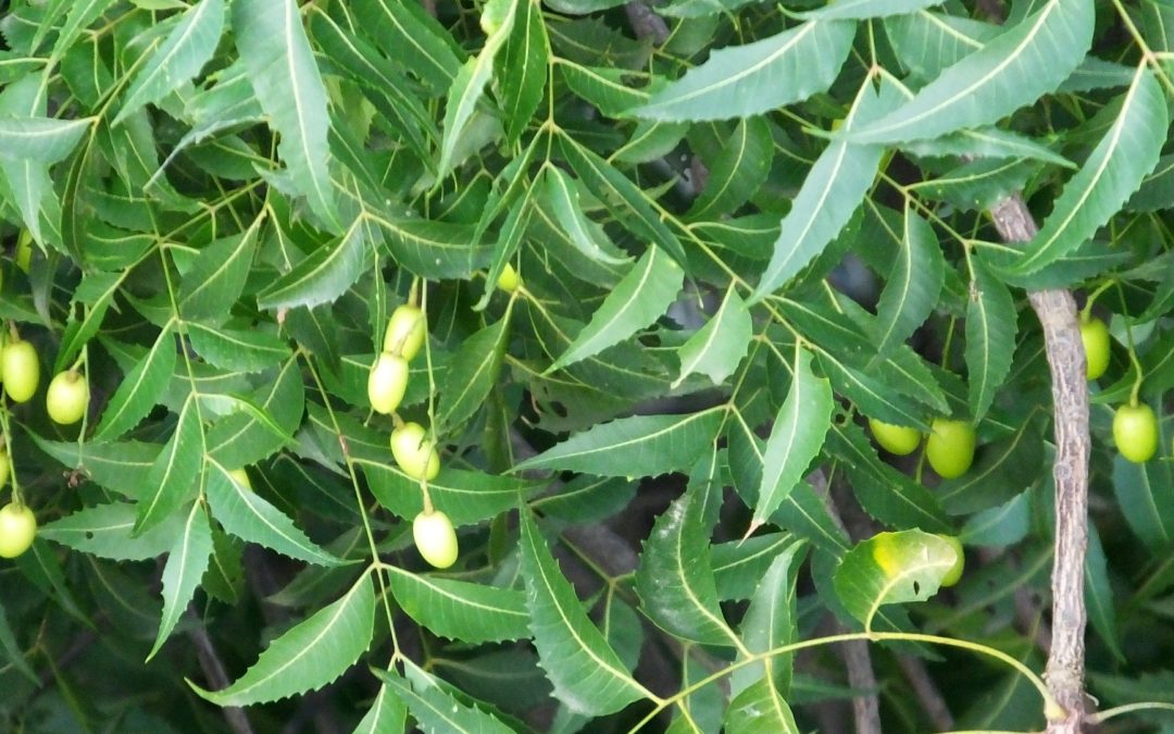 Il miracoloso olio di neem